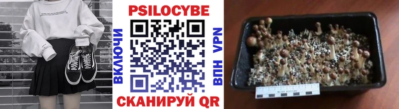 продажа наркотиков Армавир Псилоцибиновые грибы Cubensis